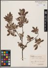 Foto von Salix aurita L. x Salix lapponum L.
